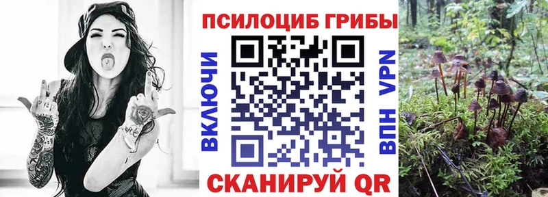 mega   Бодайбо  Галлюциногенные грибы Psilocybe 